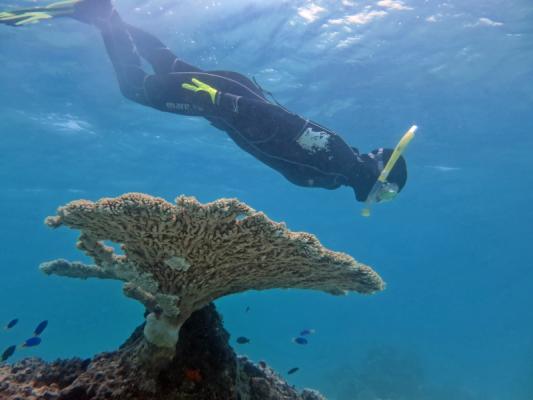 Snorkelling in the South Pacific