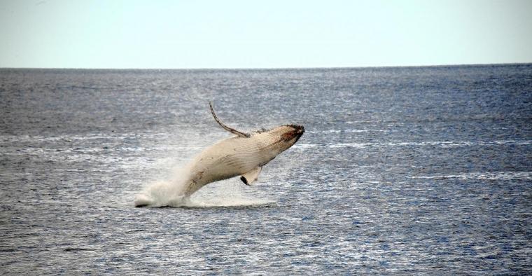 Whale Breaching
